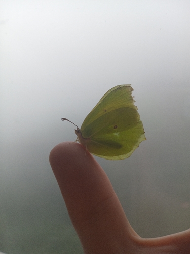 Common Brimstone