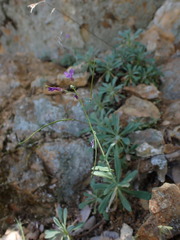 Boechera breweri