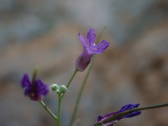 Boechera breweri