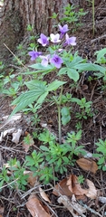 Cardamine pentaphyllos