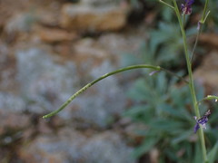Boechera breweri