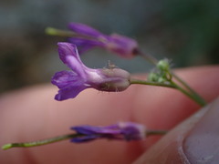 Boechera breweri
