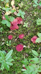 Suillus paluster