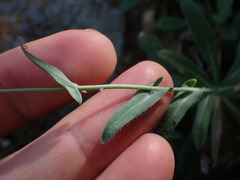 Boechera breweri