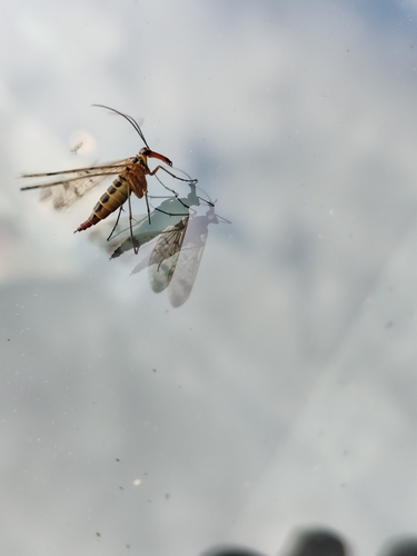 Panorpa cognata