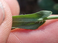 Boechera breweri
