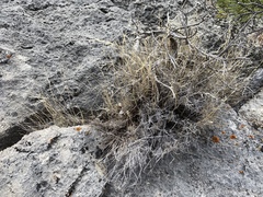 Muhlenbergia thurberi