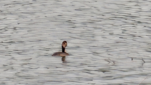 Little Grebe