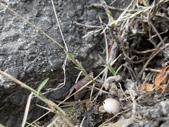 Muhlenbergia thurberi