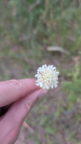 Cream Scabious
