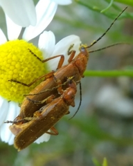 Rhagonycha nigritarsis