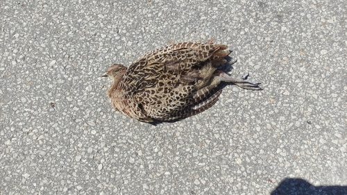 Ring-necked Pheasant