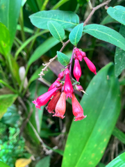 Cestrum elegans, photograph author not stated, no rights reserved