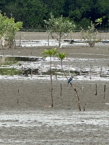 Collared Kingfisher