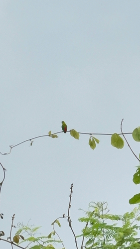 Vernal Hanging-Parrot