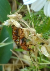Rhagonycha nigritarsis