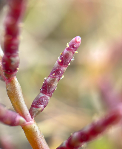 Salicornia europaea, photograph 4