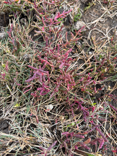 Salicornia europaea, photograph 3