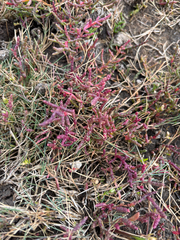 (c) Andreas Schneider, some rights reserved (CC BY) Salicornia europaea, photograph (c) Andreas Schneider, some rights reserved (CC BY)