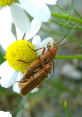 Rhagonycha nigritarsis