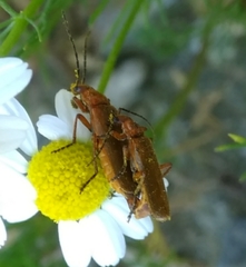Rhagonycha nigritarsis