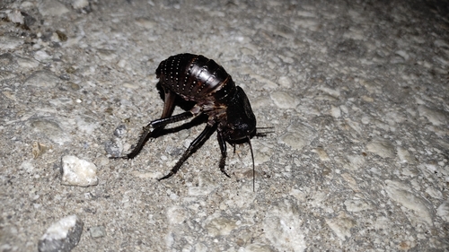 Bronze Glandular Bush-cricket