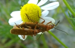 Rhagonycha nigritarsis