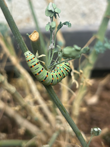 Old World Swallowtail