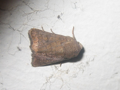 Athetis stellata