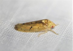 Ponana quadralaba