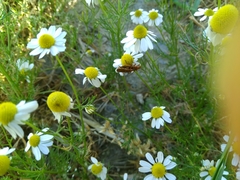 Rhagonycha nigritarsis