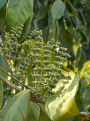 Gnetum gnemon