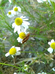 Rhagonycha nigritarsis