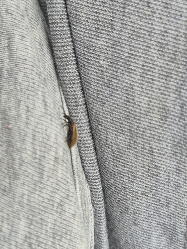 Rough-haired Lagria Beetle