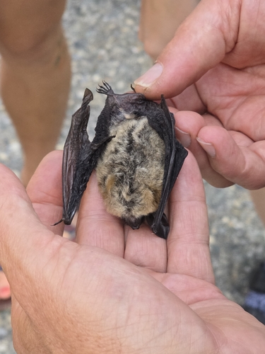 Long-eared Myotis