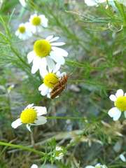 Rhagonycha nigritarsis