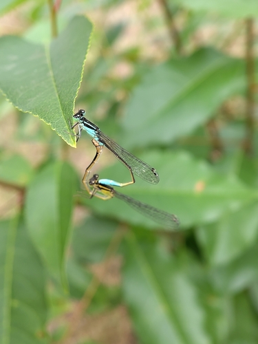 Blue-tailed Damselfly