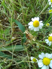 Rhagonycha nigritarsis
