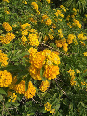 Lantana camara
