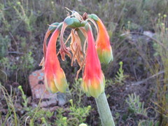 Cyrtanthus obliquus