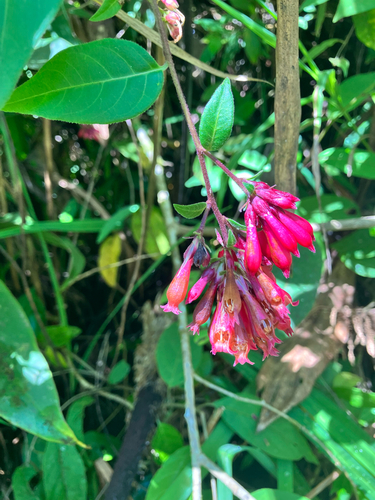 Cestrum elegans, photograph 1