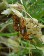 Rhagonycha nigritarsis