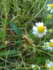 Rhagonycha nigritarsis
