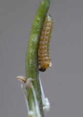Anthocharis cardamines
