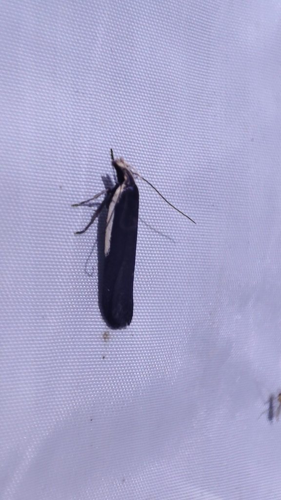 Nothris gregerseni