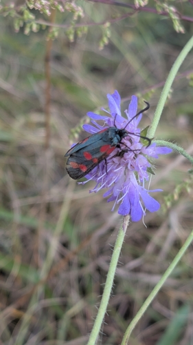 Six-spot Burnet