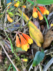 Dendrobium subclausum, photograph author not stated, no rights reserved