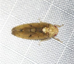 Ponana quadralaba