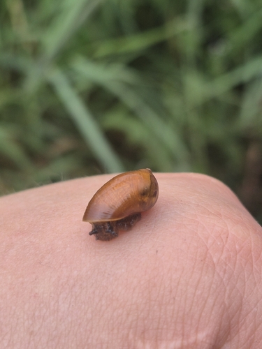 Common European Ambersnail