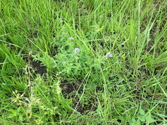 Pentanisia prunelloides